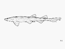 Image of Haploblepharus fuscus (Brown shyshark)