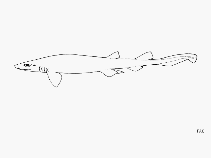 Image of Bythaelurus immaculatus (Spotless catshark)