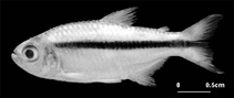 Image of Hyphessobrycon sovichthys 
