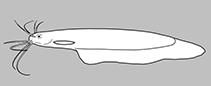 Kryptoglanidae