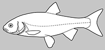 Image of Squalius agdamicus 