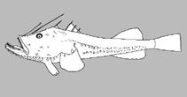 Image of Sladenia gardineri 