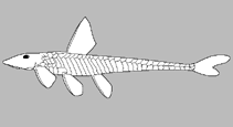 Image of Otothyropsis alicula 