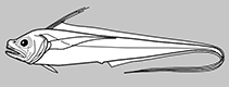 Lyconidae