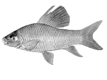 Image of Labeo longipinnis 