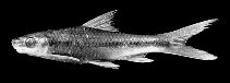 Image of Lobocheilos falcifer 