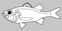 Malakichthyidae