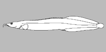 Image of Mastacembelus aviceps 
