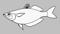 Image of Chilatherina alleni 
