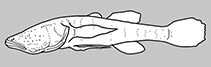 Milyeringidae