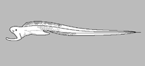 Monognathidae