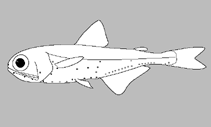 Image of Lampanyctus fernae 