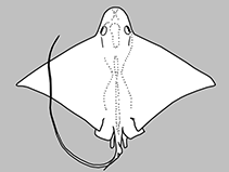 Myliobatidae