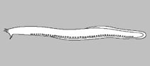 Image of Eptatretus nelsoni 