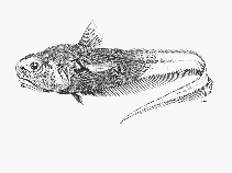 Image of Mesovagus antipodum (Bathypelagic rattail)