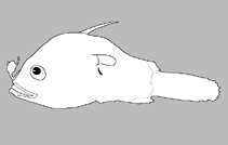 Image of Oneirodes posti 