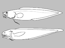 Image of Luciobrotula brasiliensis 