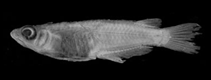 Image of Oryzias haugiangensis 