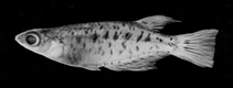 Image of Oryzias marmoratus (Marmorated medaka)