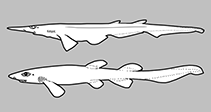 Pentanchidae