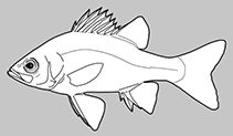 Percalatidae