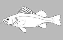 Image of Etheostoma saludae (Saluda darter)