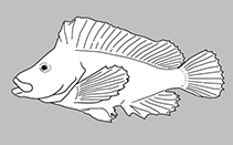Perryenidae