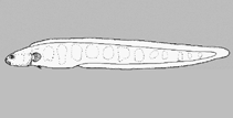 Image of Pholidichthys anguis 