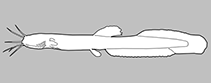 Phreatobiidae