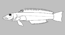 Image of Parapercis rota 