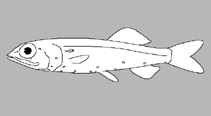 Image of Mentodus longirostris 