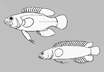 Plesiopidae