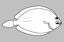 Image of Poecilopsetta vaynei 