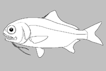 Image of Polymixia melanostoma (Black-mouth beardfish)