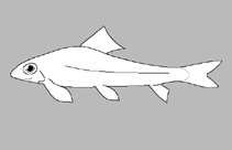Image of Psilorhynchus konemi 