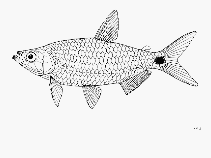 Image of Petersius conserialis 