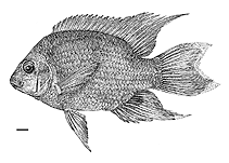 Image of Ptychochromis curvidens (Northern Madagascar cichlid)