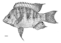 Image of Ptychochromis makira (Back-striped Madagascar cichlid)