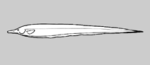 Image of Hypopygus lepturus 