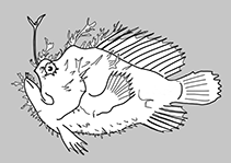Rhycheridae