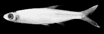 Image of Rasborichthys helfrichii 