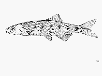 Image of Raiamas salmolucius 