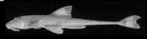 Image of Rineloricaria capitonia 