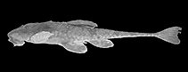 Image of Rineloricaria microlepidogaster 