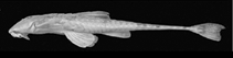 Image of Rineloricaria reisi 
