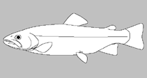 Image of Salvelinus taranetzi 