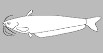 Siluridae