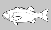 Stereolepididae