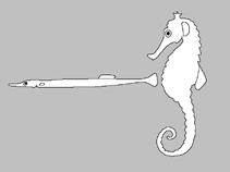 Image of Cosmocampus hildebrandi (Dwarf pipefish)