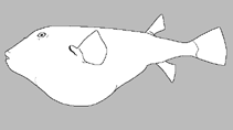 Tetraodontidae